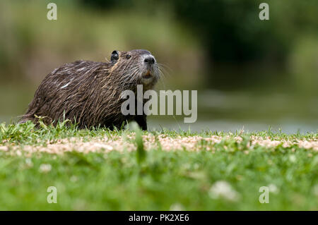 Nutrias - Nutria (Myocastor nutria) - junge Ragondin Stockfoto