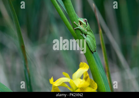 Stripeless Laubfrosch (Hyla meridionalis) - Camargue - Frankreich Rainette mediterraneenne Stockfoto