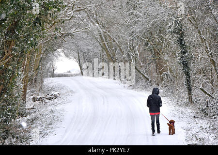 Licht Schnee auf der Straße & Jugendmädchen wandern Haustier Hund auf der Leitung, die verschneite Szene country lane im verschneiten Wald Bäume Landschaft von Essex England Großbritannien Stockfoto