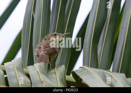 Die einzige Insel endemische Vogel, die Pitcairn Reed-grasmücke, auf Pitcairn Insel im Südpazifik Stockfoto