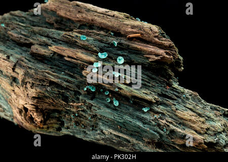 Grüne Elf Cup Pilze, Chlorociboria aeruginascens, wächst an morsches Holz und in einem Studio fotografiert. Das MYZEL der Pilze Fleck das Holz blau-g Stockfoto