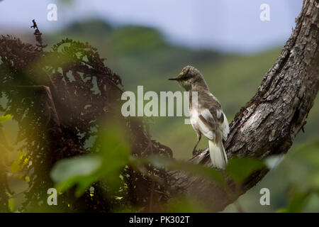 Die einzige Insel endemische Vogel, die Pitcairn Reed-grasmücke, auf Pitcairn Insel im Südpazifik Stockfoto