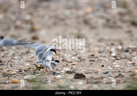 Zwergseeschwalbe (Sternula Albifrons) Paarung Sterne naine Stockfoto