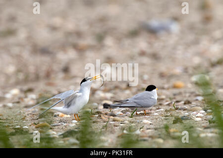 Zwergseeschwalbe (Sternula Albifrons) paarungszeit Sterne naine Stockfoto