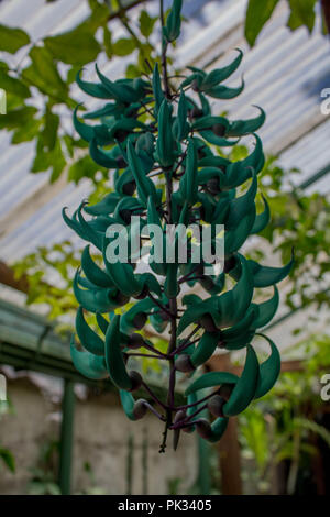 Jade Vine in einem Garten in Guatemala Stockfoto