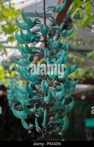 Jade Vine in einem Garten in Guatemala Stockfoto