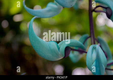 Jade Vine in einem Garten in Guatemala Stockfoto