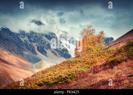 Dramatische Herbst morgen im Kaukasus. Einsame Birke an den Hängen des Ushba Berg. Obere Swanetien, Georgien, Europa. Instagram toning Stockfoto