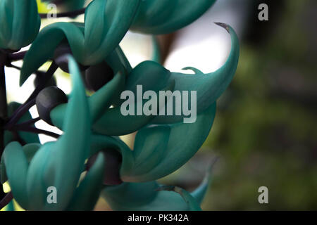 Jade Vine in einem Garten in Guatemala Stockfoto