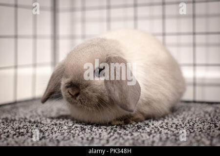 Mini Lop Kaninchen Stockfoto
