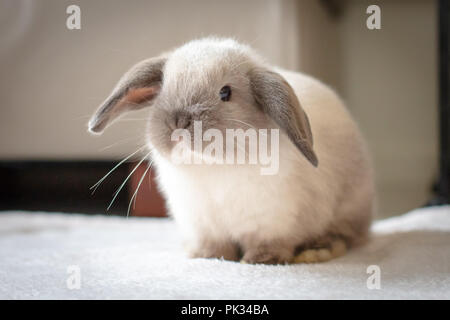 Mini Lop Kaninchen Stockfoto