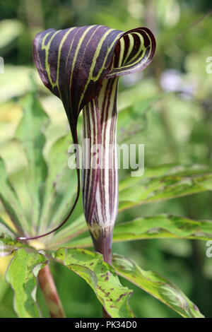 Kobra Lilie, Arisaema consanguineum, blühend mit einem Hintergrund von Blättern derselben Pflanze und anderer verschwommener Vegetation im Garten. Stockfoto