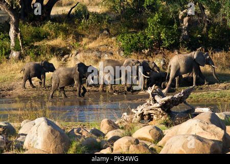 Eine Rasse Herde wandert entlang den Ufern des Ruaha Fluss am Nachmittag. Stockfoto