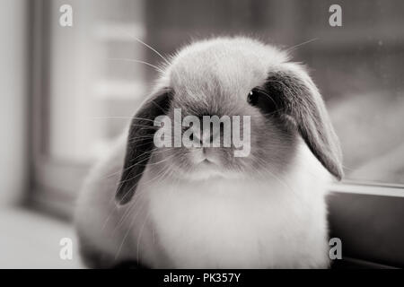 Mini Lop Kaninchen Stockfoto