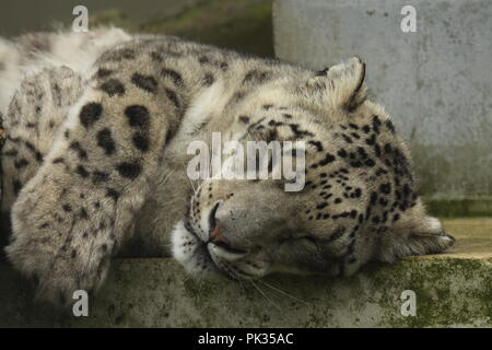 Snow Leopard in Gefangenschaft Stockfoto