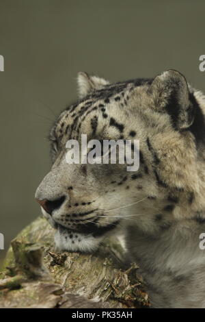 Snow Leopard in Gefangenschaft Stockfoto