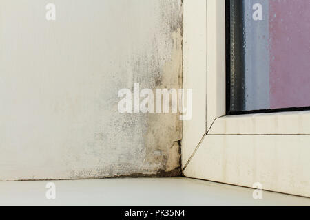 Schimmel in der Nähe von einem Fenster in das Haus Stockfoto