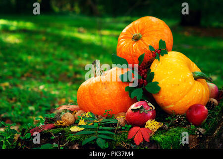 Leuchtend orange Kürbisse mit roten Äpfel, Walnüsse, Kegel in den Wald auf grünem Moos, auf ein alter Baumstumpf aus Birke Stockfoto