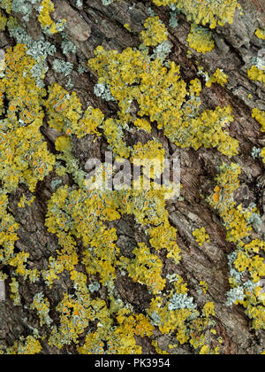 Die foliose flechten Xanthoria parietina wächst an einem Apfelbaum Stockfoto