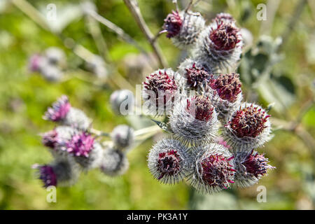 Gemeinsamer Klette, Blüten und Samen. Stockfoto