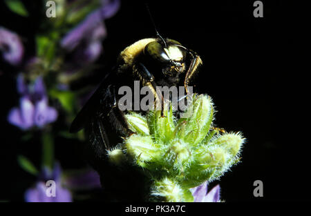 1 BumbleBee 081201 - Bumble Bee. Stockfoto