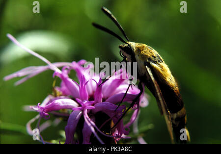 1 clearwing 081201 - Kolibri Clearwing Motte auf Monarda. Stockfoto