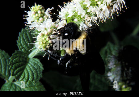 2 BumbleBee 081201 - Bumble Bee. Stockfoto