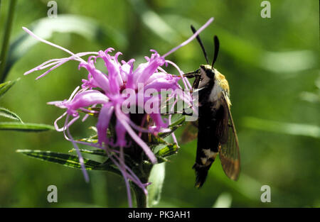 2 clearwing 081201 - Kolibri Clearwing Motte auf Monarda. Stockfoto