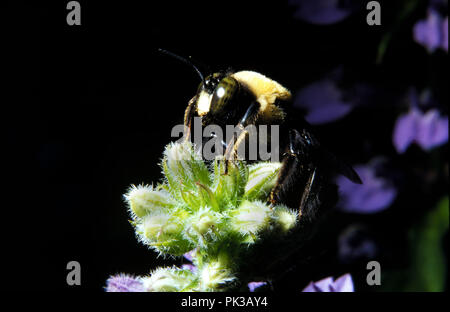 3 BumbleBee 081201 - Bumble Bee. Stockfoto