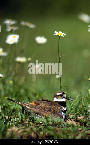 Killdeer 081901 - killdeer am Nest. Stockfoto