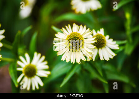 White Swan coneflower blühen im Garten, Sommer sonnigen Tag. Stockfoto