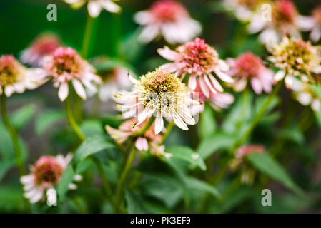 White Swan coneflower blühen im Garten, Sommer sonnigen Tag. Stockfoto