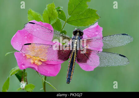 Witwe Skimmer (Libellula luctuosa) auf Wild Rose (Rosa acicularis), E USA von Skip Moody/Dembinsky Foto Assoc Stockfoto