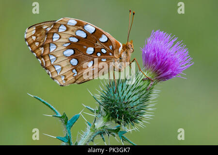 Great Spangled Fritillary Schmetterling (speyeria Cybele) auf Bull Thistle (Cirsium vulgare), E USA, durch Überspringen Moody/Dembinsky Foto Assoc Stockfoto