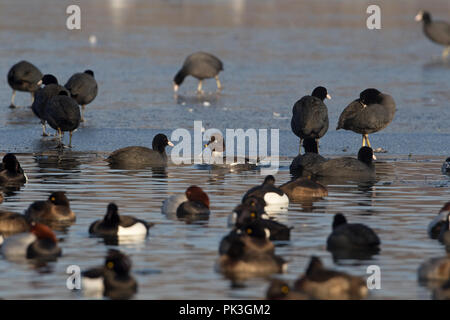 Schellenten (Bucephala Clangula) Stockfoto