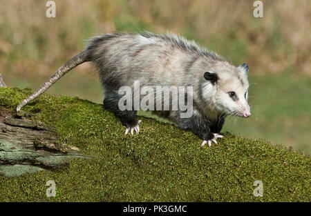 Virginia opossum (Didelphis virginiana), E Nordamerika, durch Überspringen Moody/Dembinsky Foto Assoc Stockfoto