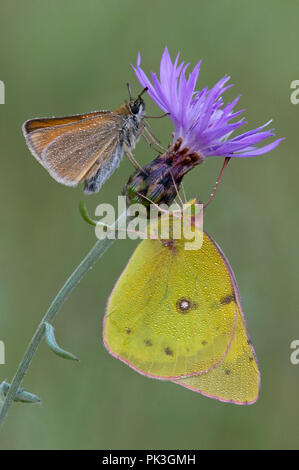 Orange Schwefel (Colias eurytheme) und Europäischen Skipper (Thymelicus Lineola) Schmetterlinge auf Gefleckte Flockenblume (Centaurea Maculosa), E USA, durch Überspringen Moody Stockfoto