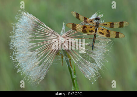 Halloween Pennant Dragonfly (Celithemis eponina) auf der Ziege Bart Samen Kopf (Tragopogon pratensis), durch Überspringen Moody/Dembinsky Foto Assoc Stockfoto