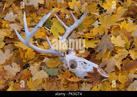 Weißwedelhirsche (Odocoileus virginianus) auf Waldboden, Herbst, E Nordamerika, durch Überspringen Moody/Dembinsky Foto Assoc Stockfoto