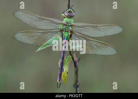 Green Darner Dragonfly (Anax junius), ruht auf Vegetation, E USA, durch Überspringen Moody/Dembinsky Foto Assoc Stockfoto