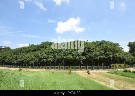 Die großen Banyan (Ficus benghalensis) Baum an der AJC Bose indische Botanischer Garten, Howrah, Kolkata, Indien. Dieser Baum ist mehr als 250 Jahre alt und spr Stockfoto