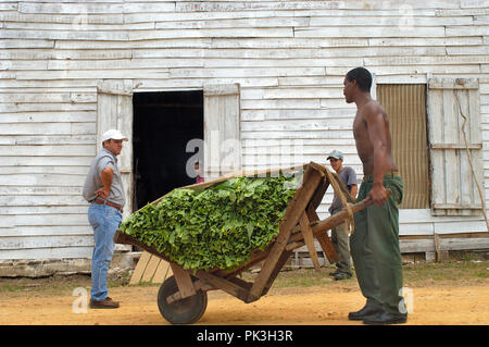 VINALES, Kuba - Mai 08, 2016: Männer Transport während der Ernte des Tabaks in ein Lager in Kuba Stockfoto