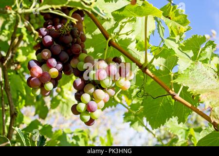 Die Trauben der roten Trauben hängen von der Rebe, die in einer englischen Country Garden, East Sussex, Großbritannien Stockfoto