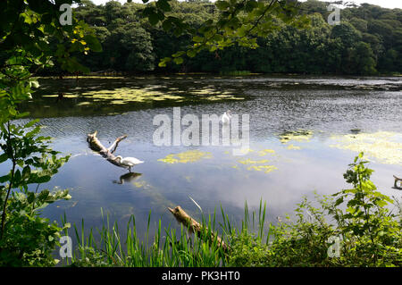 Aufbau Immobilien, Pembrokeshire, Wales, Großbritannien Stockfoto