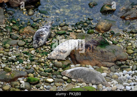 Dichtungen am Strand von Marloes Halbinsel in Pembrokeshire, Wales, Großbritannien Stockfoto