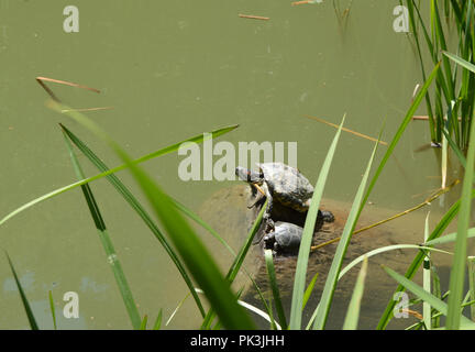 Zwei Schildkröten Mutter und Cub sitzen am Ufer des Teiches Stockfoto