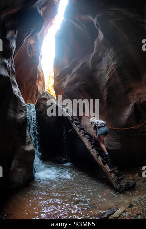 Eine Frau Klettert eine Leiter beim Wandern in Kanarra Creek Canyon, Kanarraville, Bügeleisen County, Utah, USA anmelden. Stockfoto