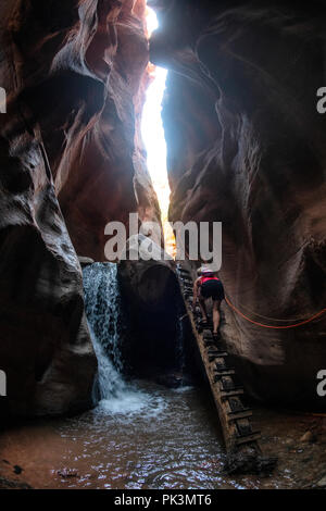 Eine Frau Klettert eine Leiter beim Wandern in Kanarra Creek Canyon, Kanarraville, Bügeleisen County, Utah, USA anmelden. Stockfoto