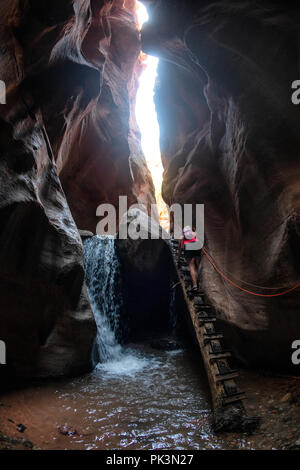 Eine Frau Klettert eine Leiter beim Wandern in Kanarra Creek Canyon, Kanarraville, Bügeleisen County, Utah, USA anmelden. Stockfoto