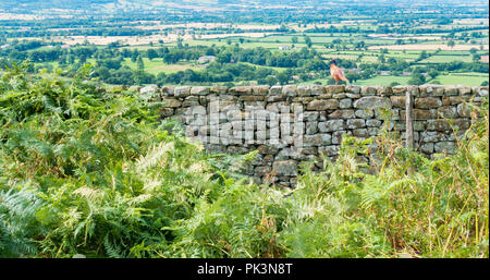 Ein Fasan auf trockenen Steinmauer am Easby Moor, North York Moors National Park, North Yorkshire, England, Vereinigtes Königreich. Stockfoto